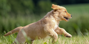 多くの愛犬の健康を自然な形でサポート